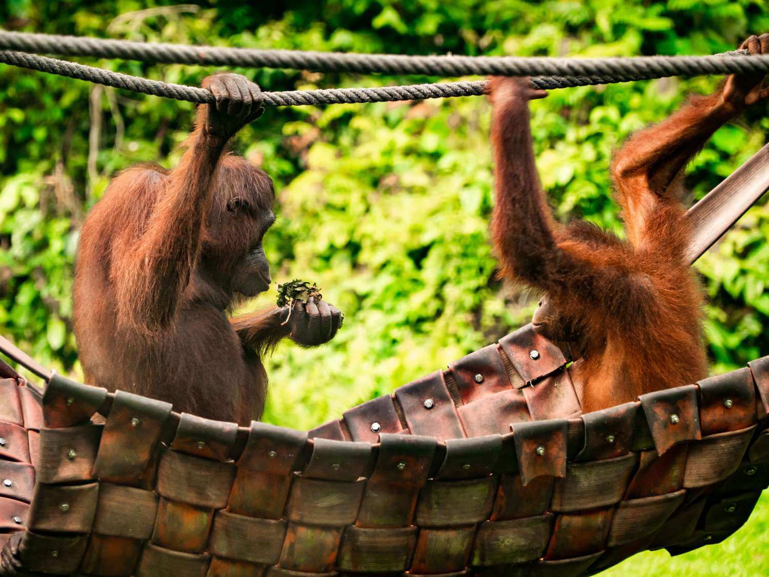 Sandakan - Top Places to go and Things to do