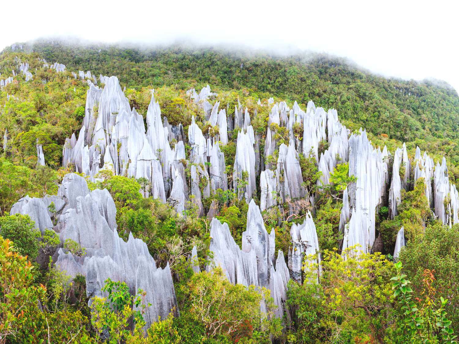 Mulu - Top Places to go and Things to do