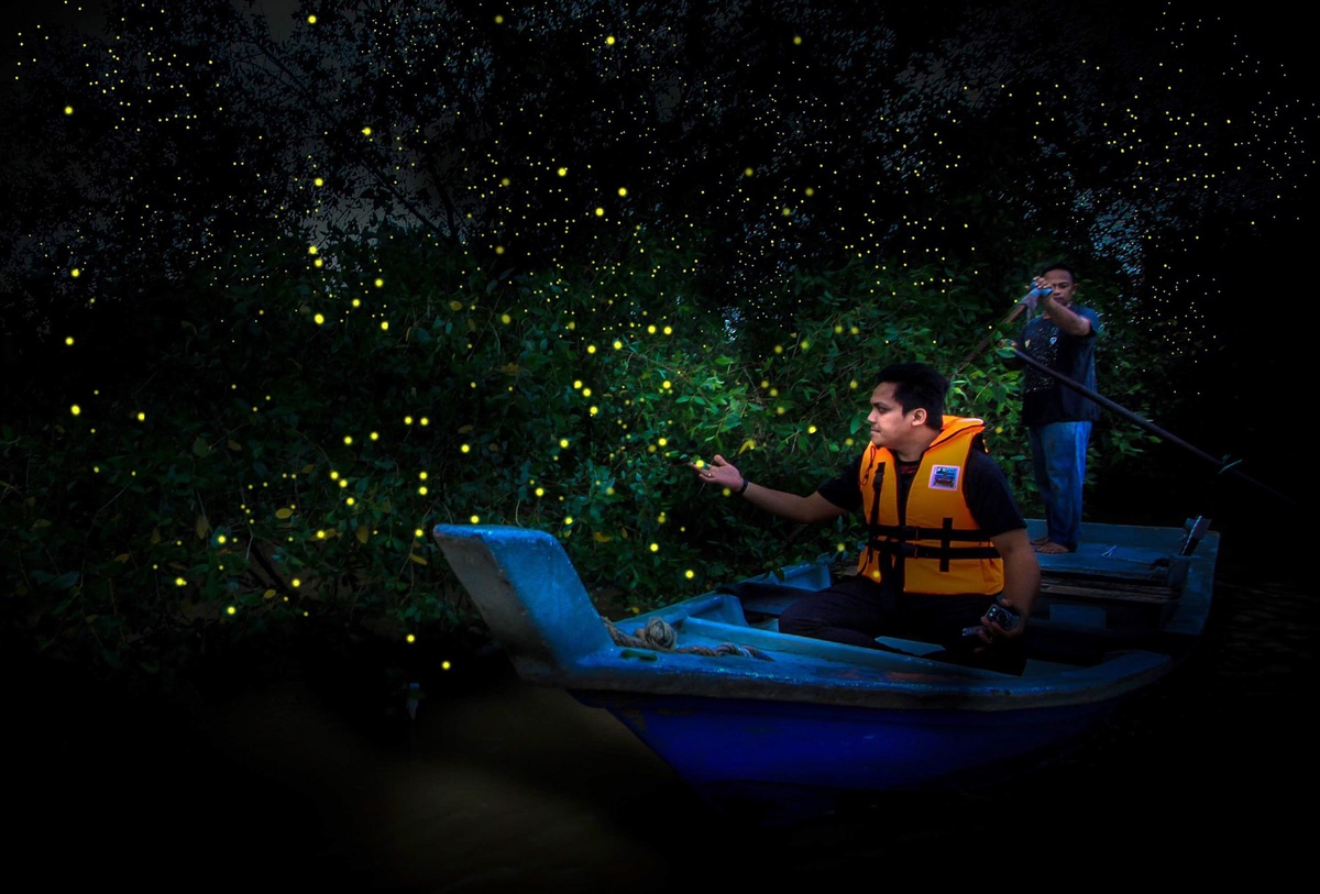 Kuala Selangor Firefly Tour with Sunset Dinner & River Cruise