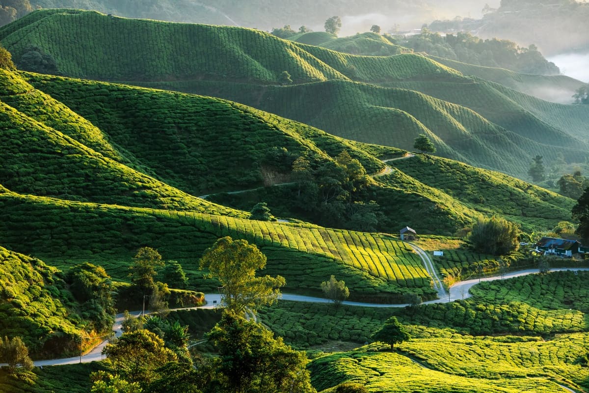 Cameron Highlands Experience (Half Day / Full Day)