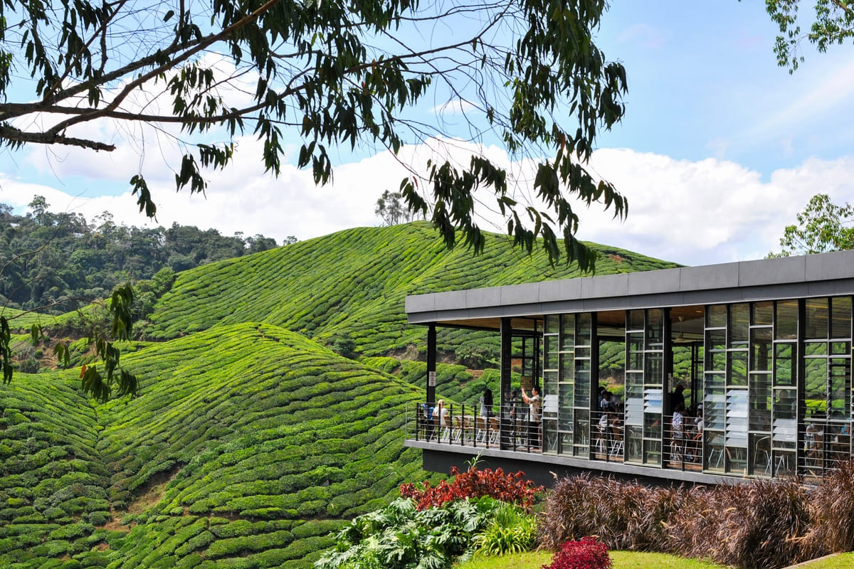 Cameron Highlands Countryside Sightseeing Experience