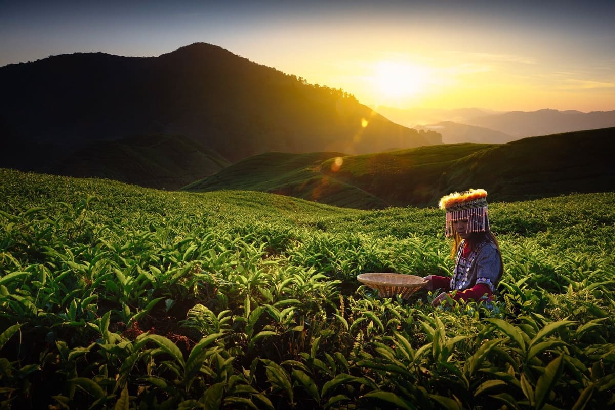 Half Day Cameron Highlands Sunrise Discovery Tour