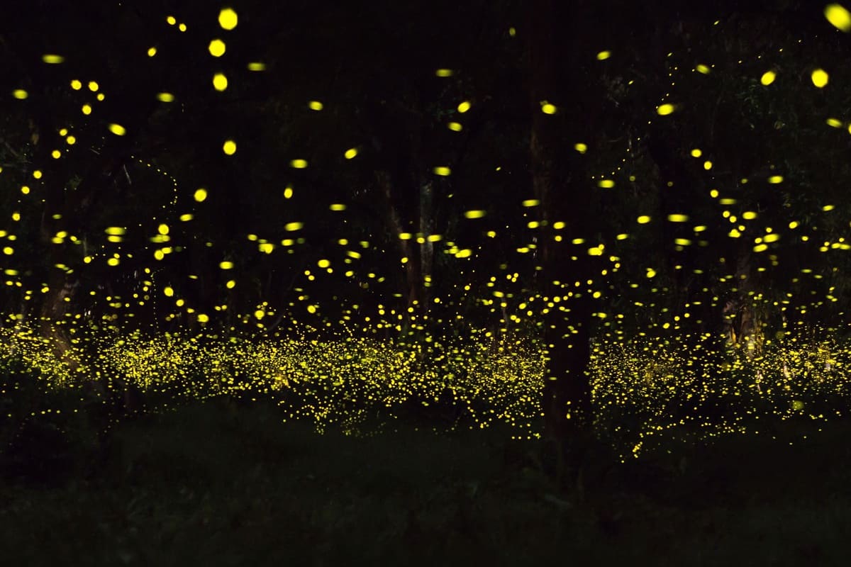 Taiping and Kuala Sepetang Firefly Cruise