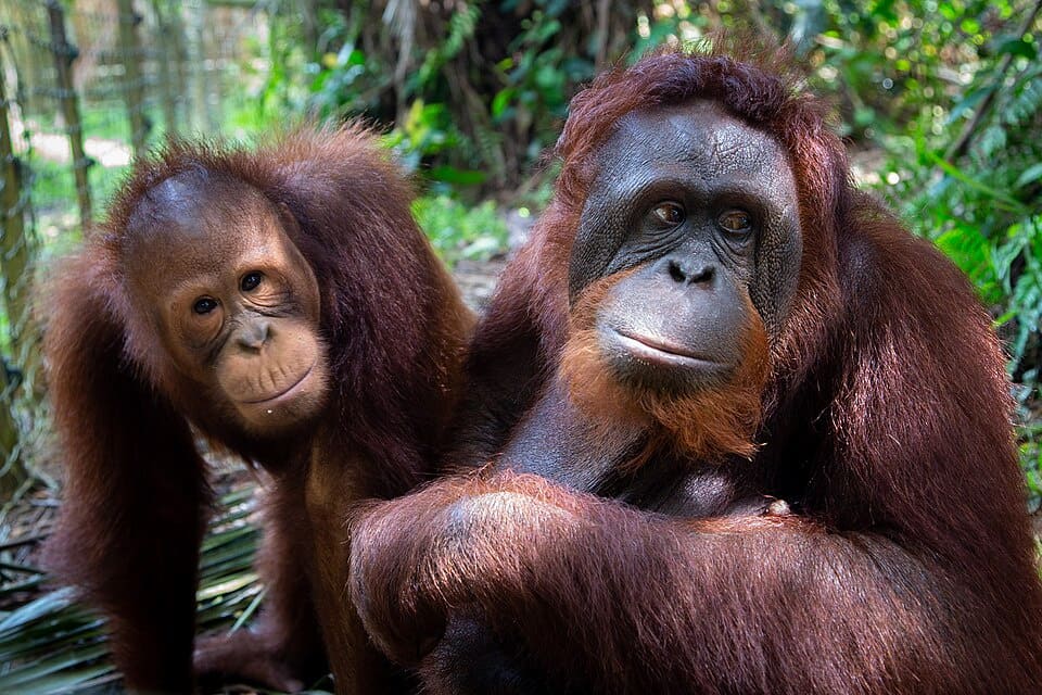 Taiping & Orang Utan Island Tour