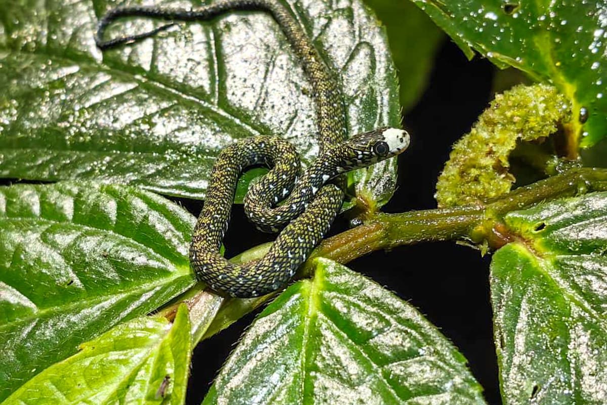 Kinabalu Park Sayap Wildlife and Eco-Adventure