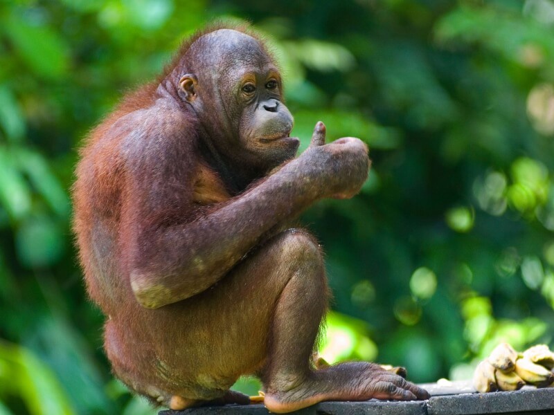Sandakan - Sepilok Orang Utan Centre & Labuk Bay