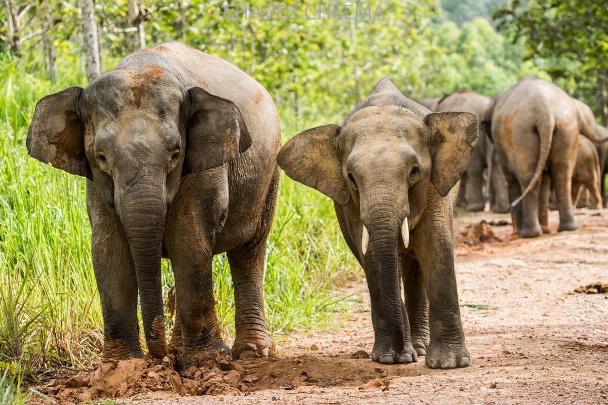 Tawau Hills Park & Plant4Borneo Elephant